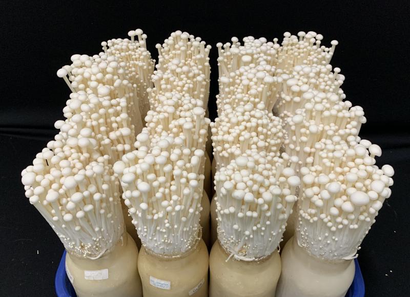 버려지던 사과·배 가지, 버섯 배지 원료로 활용 가능성 확인