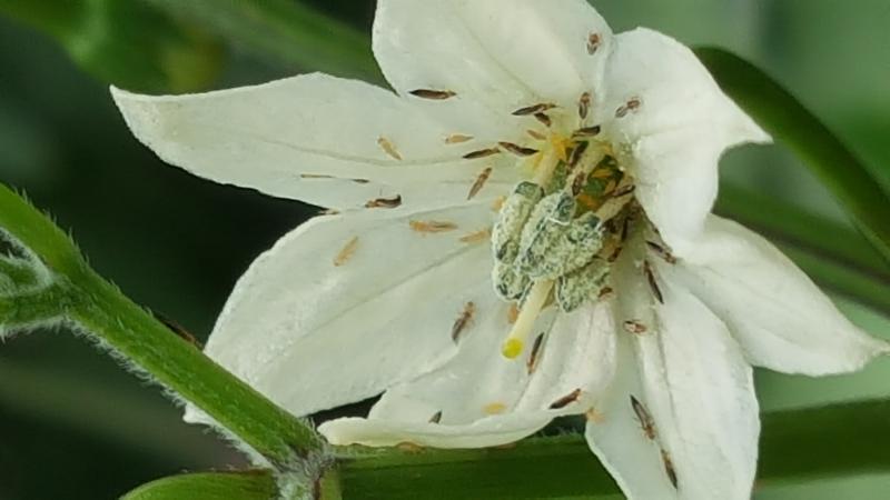 원예작물 바이러스 옮기는 총채벌레 ‘예찰, 방제’로 선제 대응