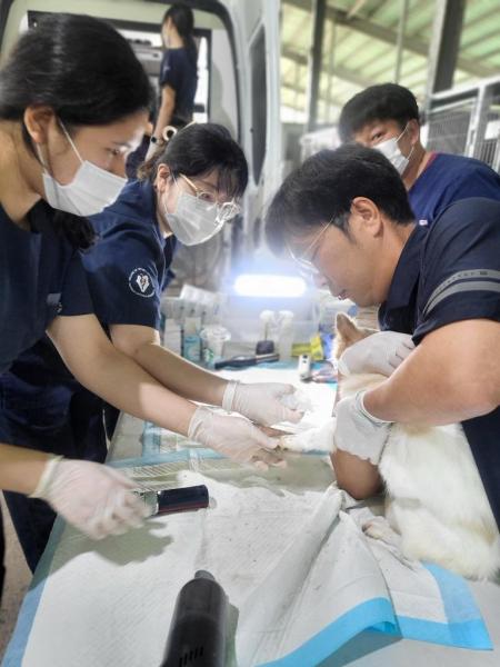  정읍시, 길고양이 중성화 수술 지원, “1.200마리 개체 수 조절”
