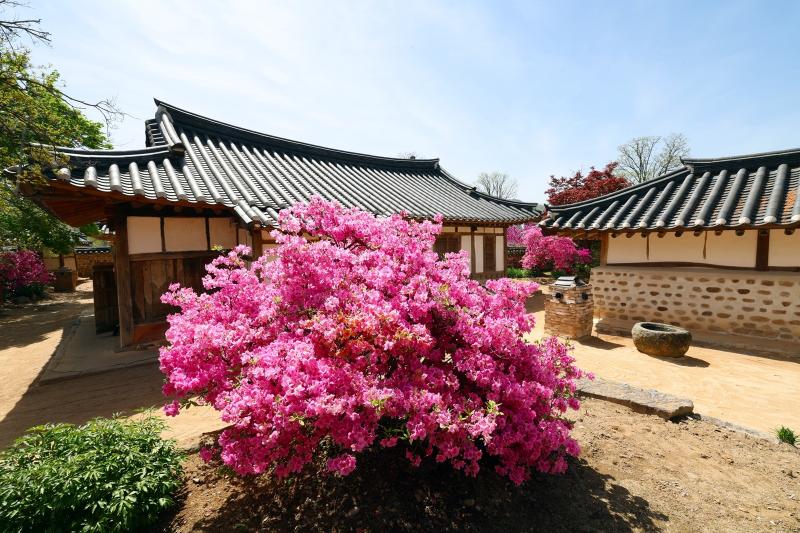정읍 김명관 고택에 내려앉은 완연한 봄, “고즈넉한 한옥의 정취 물씬”
