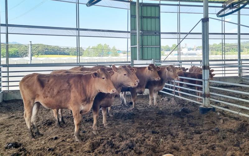 정읍시, ‘축사 화재 꼼짝 마’ 전기 안전점검 지원사업 추진

