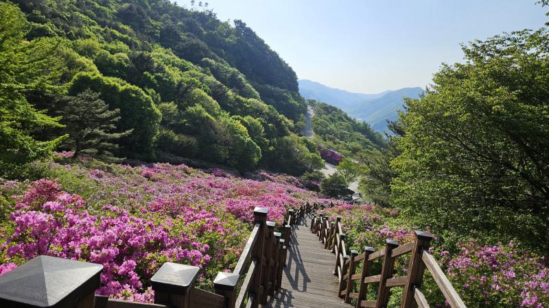 장수군, 봉화산 산철쭉 군락지 환경 개선