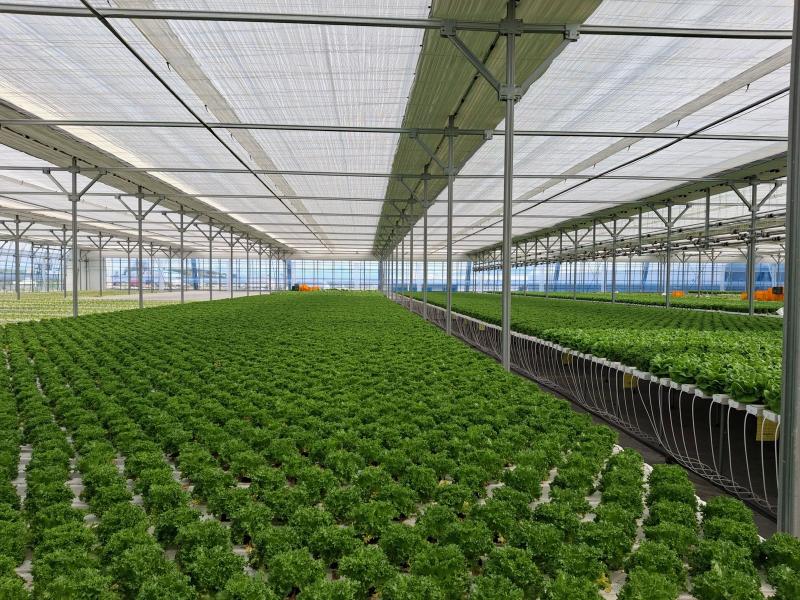 부안 부강영농조합법인, 유럽상추 180박스 나눔 실천
