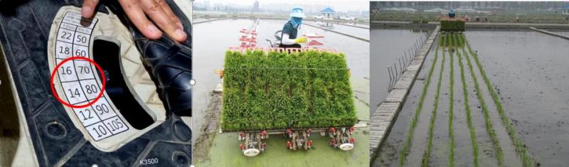 논 활용 사료용 벼 생산성 향상 재배 기술 소개