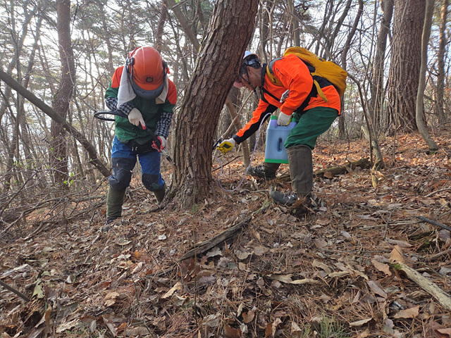 무주국유림관리소 봄철 소나무재선충병 방제 마무리