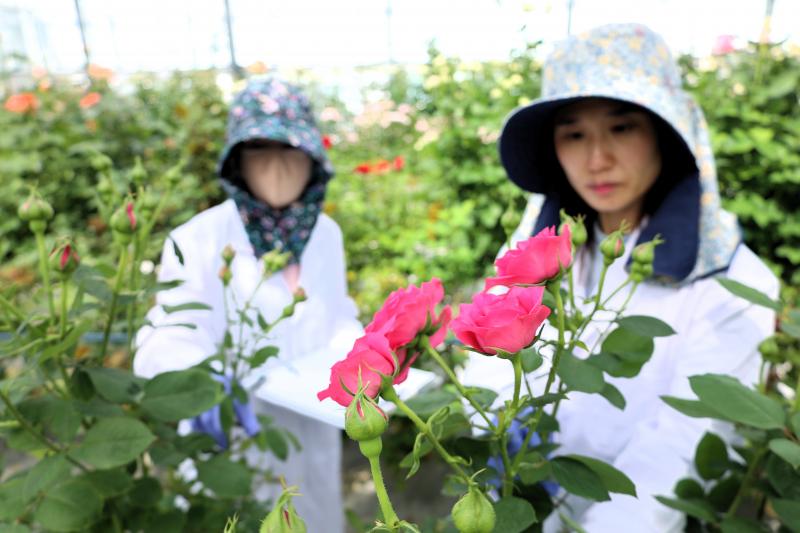 농진청, 장미품종 개발위한 특성평가