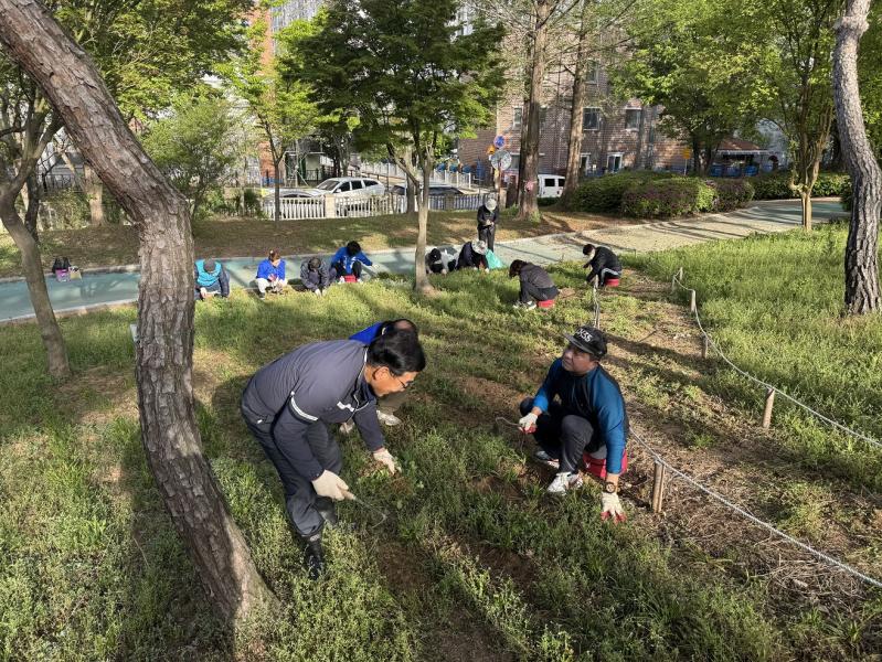 익산 영등2동 주민들 손길로 피어나는 '청보라언덕'