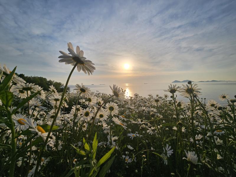 부안 변산마실길 ‘순백 꽃길’ 장관
