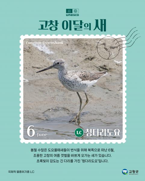 고창군, 6월 ‘고창갯벌 이달의 새’로 ‘청다리도요’ 선정