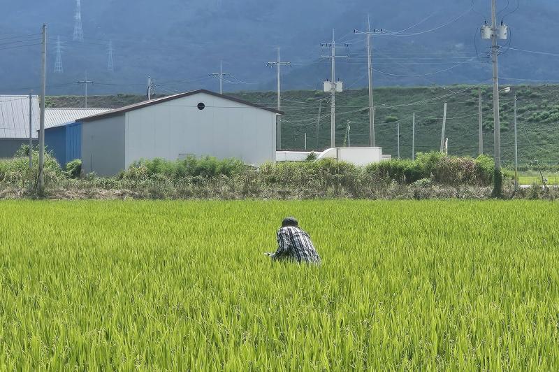 정읍시 “벼 포기 밑 꼭 살피세요”…벼멸구·혹명나방 방제 당부