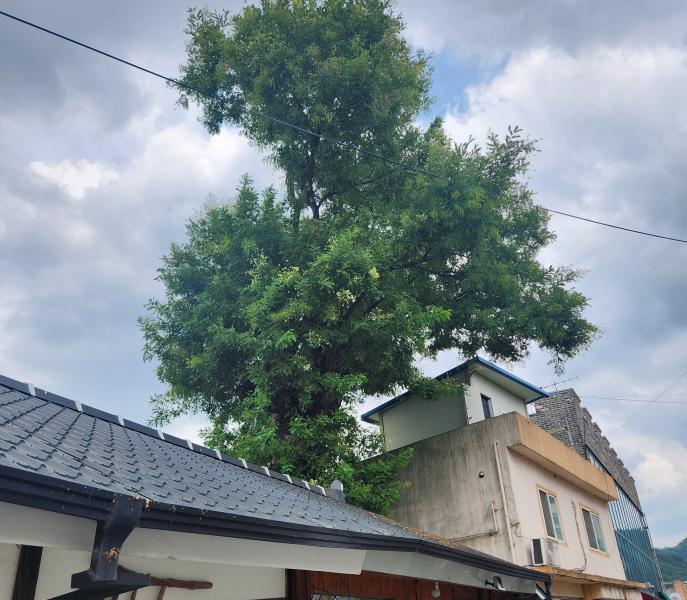 '전주에 좋은 일이 생길까' 전주 한옥마을 400여 년 된 회화나무에 꽃이 피다