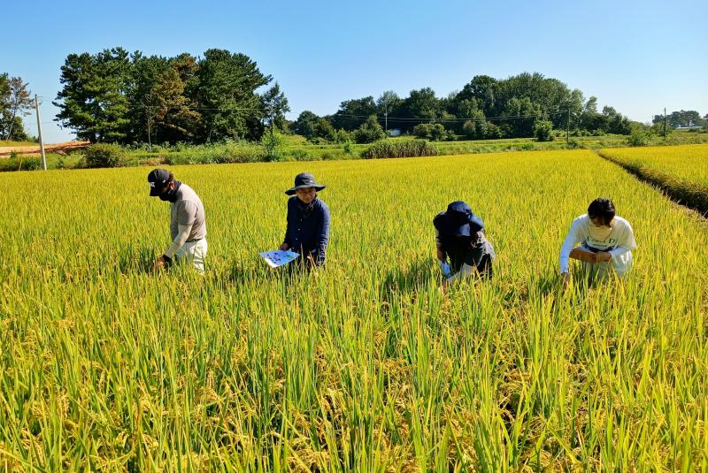  폭염․집중호우 이겨낸 전북 벼 채종포...고순도 우량종자 생산‘순항’