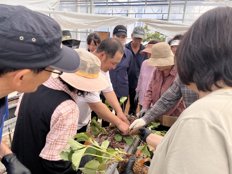 고창군 체류형 농업창업지원센터 교육생, 딸기 심으며 영농기술 익혀