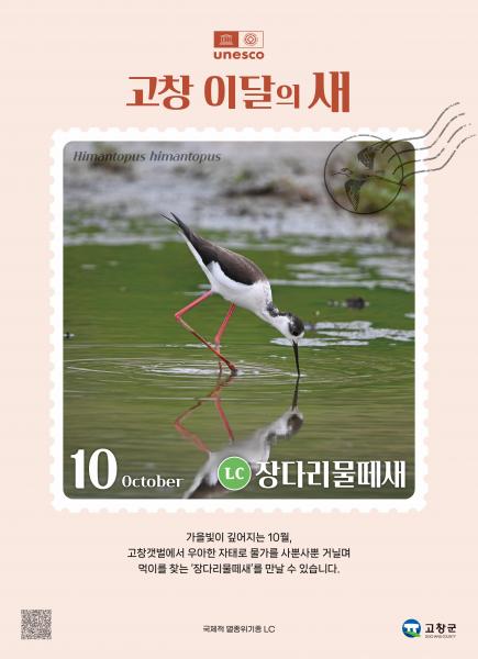 고창군,  ‘고창갯벌 이달의 새’로 ‘장다리물떼새’ 선정