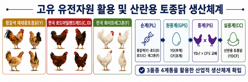 달걀 생산용 토종닭, 농가 보급체계 구축…프리미엄 시장 겨냥