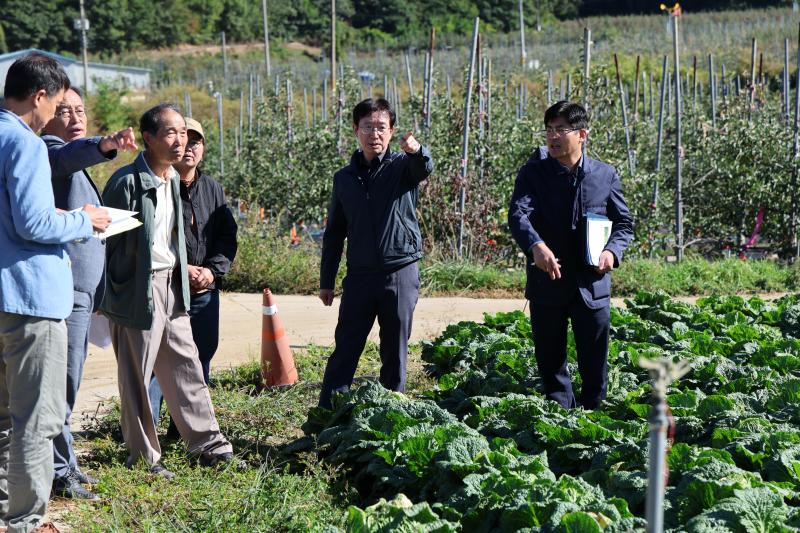 이상기상 극복한 준고랭지 여름철 배추…농촌진흥청, 안정 공급 지원