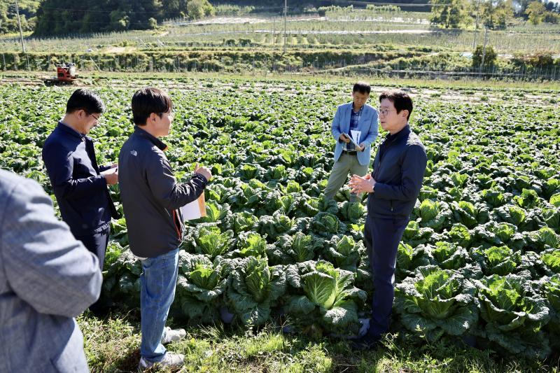 이상기상 극복한 준고랭지 여름철 배추…농촌진흥청, 안정 공급 지원