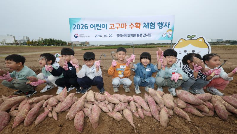 흙 속 보물, 고구마를 찾아라!