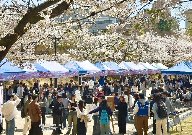 벚꽃 아래서 축제를   