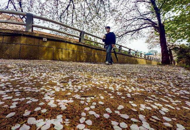 하얗게 땅을 수놓는 벚꽃  