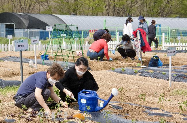 캠퍼스텃밭에 모종 심는 시민들  