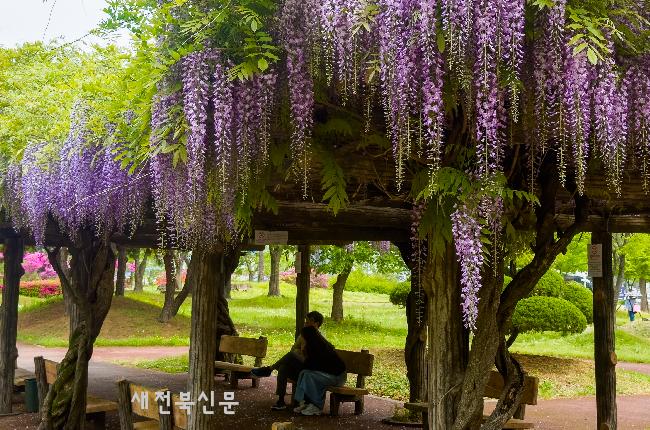 등꽃 탐스럽게 핀 등나무벤치  