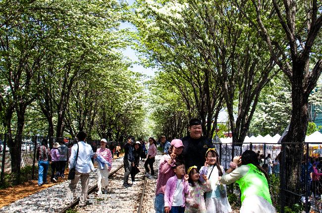 개방된 이팝나무 철길에서 추억쌓기   