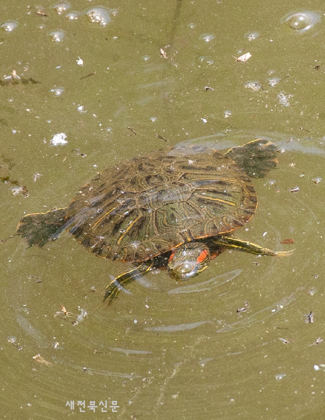 생태계교란하는 붉은귀거북   