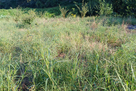 풀베기·풀뽑기·농약 주기… ‘삼락’(三樂) 앞서 ‘삼고’(三苦)
   