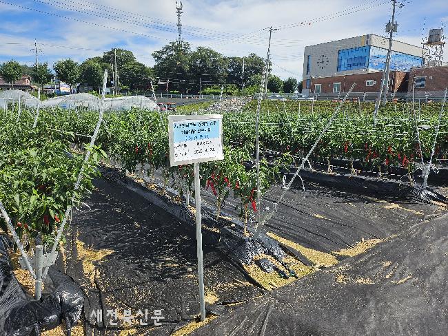 임실군, 고추 생산성 향상 신기술 현장 실증 연구 박차 