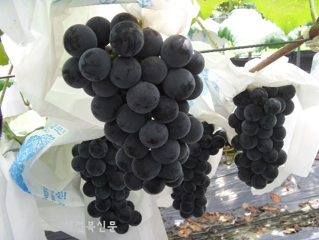 남원 포도, 대한민국 대표과일선발대회 우수상 