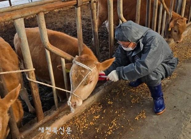 정읍시 2026년도 공수의 공개 모집. 축산 방역. 가축 전염병 예방 강화

