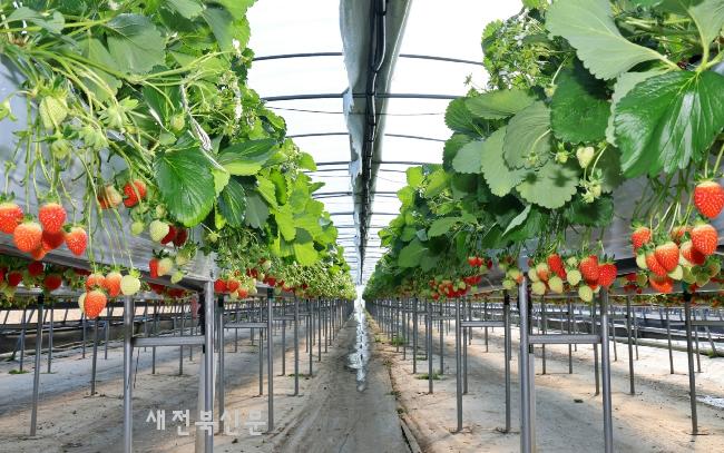 전북농기원, 2026년 새해부터 한파예보에 따른 농작물 동해‘주의’
 