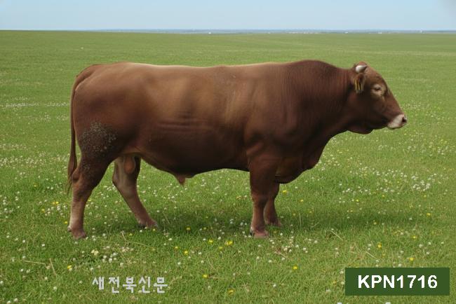 도체중·등심단면적 향상…한우 보증씨수소 16두 선발 